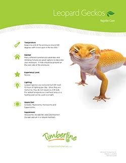 Caring for Leopard Geckos - Timberline