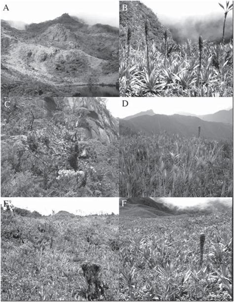 Vegetation types at upper forest line and high Andean forest. A. Fowers ...