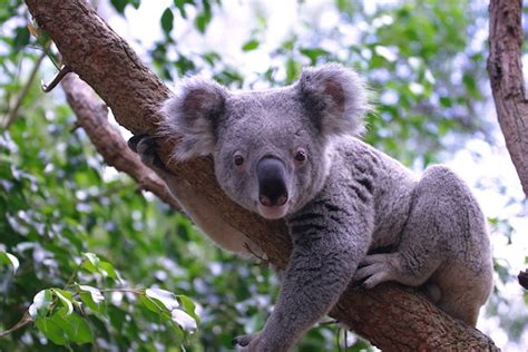 Koala Habitat - Koala Facts and Information