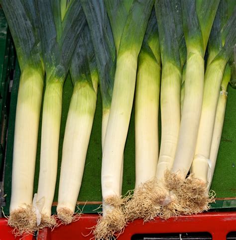 Harvesting Leeks » Top Tips on Knowing When & How