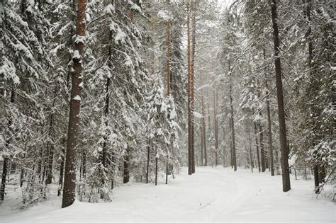 Snowfall in the Taiga Forest Stock Photo - Image of plant, huge: 112212800