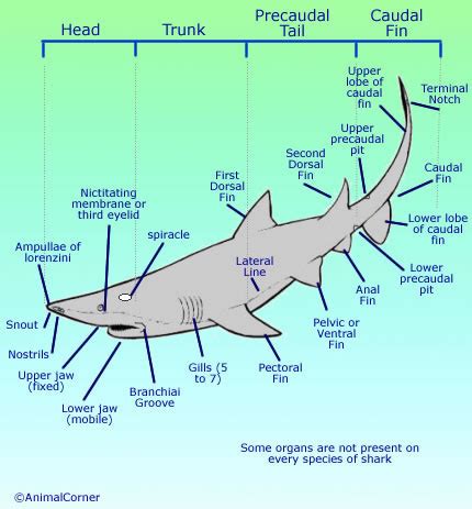 Shark Respiratory System