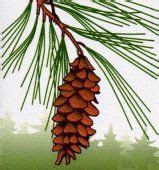 Maine State Flower: White Pine | Flowers, White pine cone, White tree