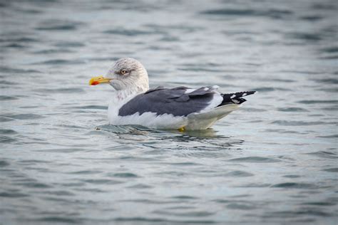 Lesser Black-backed Gull | Audubon Field Guide