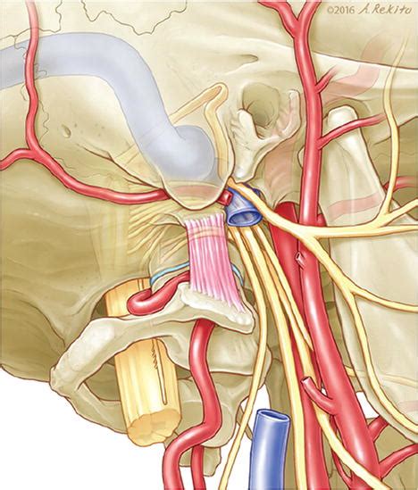 Where Is The Jugular Foramen Located