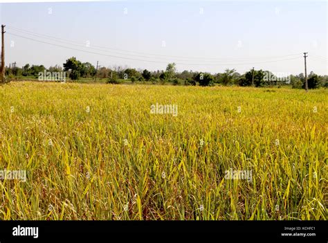 Sugar cane farm Stock Photo - Alamy