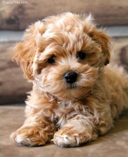 Maltipoo | Puppies, Cute baby animals, Cute dogs