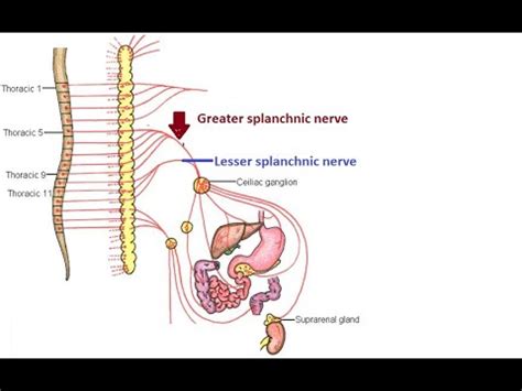 Difference between greater and lesser splanchnic nerve - YouTube