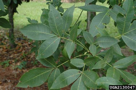 Arkansas Extension State Office Tree Database - Pignut Hickory