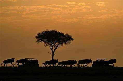 The sunrise in Masai Mara | JuzaPhoto