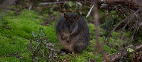 The Tasmanian Pademelon | Critter Science