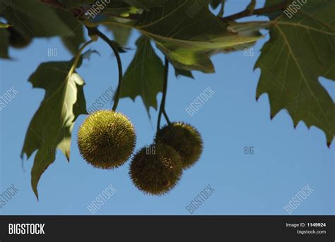 Sycamore Seeds Image & Photo (Free Trial) | Bigstock