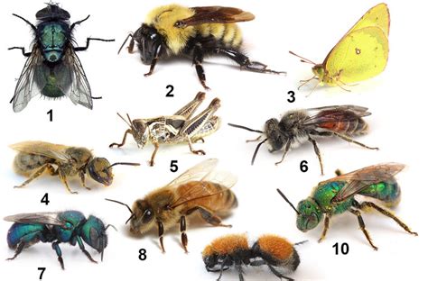 The World’s Largest Bee Is Not Extinct - The New York Times