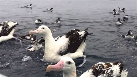 Albatross Encounter in New Zealand - YouTube