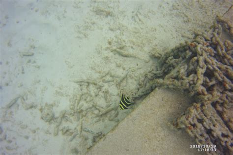 The French Angelfish (Juvenile) - Whats That Fish!