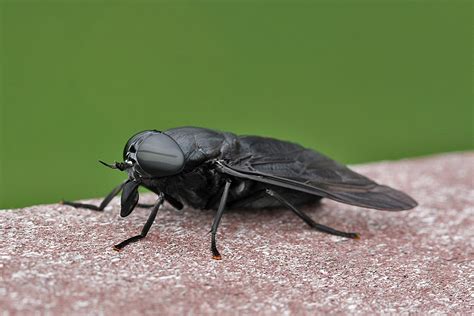 Gigantic black horse fly | Back Yard Biology