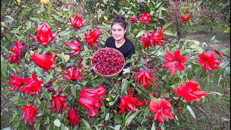 Harvest RED ATISO FLOWER Goes to market sell. - Make SIRO ATISO - Video ...