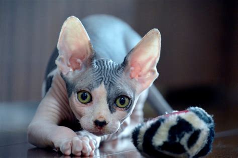 All About Sphynx Cats