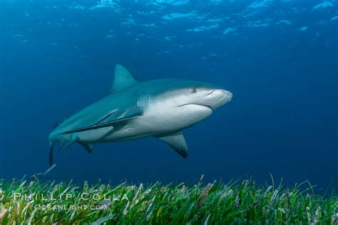 Bull Shark Pictures (Carcharhinus leucas) – Natural History Photography ...