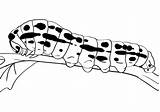 Free Printable Caterpillar Coloring Pages For Kids sketch template