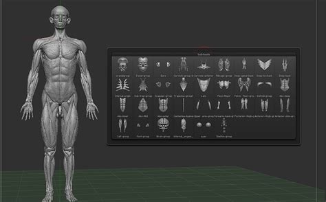 3D Anatomy free in Zbrush - 3DArt