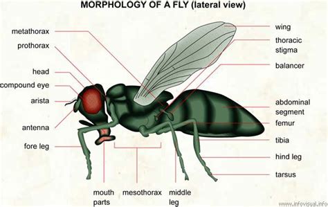 Fly anatomy | MYC | Pinterest