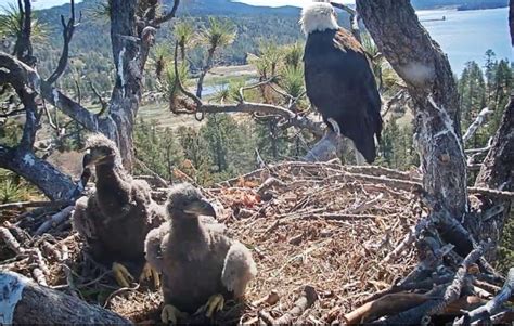 Big Bear bald eagle chicks named ‘Cookie’ and ‘Simba’ by Southern ...