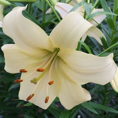 Asiatic Lilies - Longfield Gardens