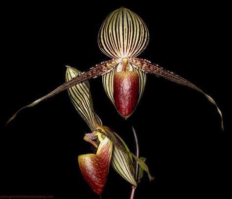 The most expensive Orchid in the world - Gold of Kinabalu | Rare flowers, Rare orchids ...