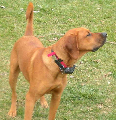 Labloodhound Dog Breed Information and Pictures