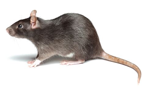 Rat PNG Transparent Images, Pictures, Photos