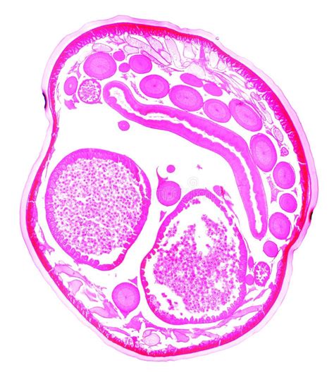 Ascaris Under the Microscope Stock Photo - Image of genetic, biology: 27282350