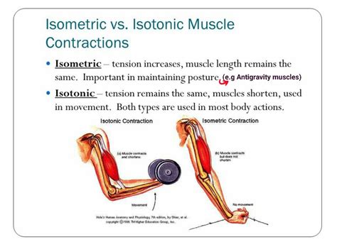 Isometric vs Isotonic muscle contraction... (With images) | Isometric ...