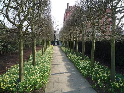 pleached hedge in early spring | Garden hedges, Garden privacy, Garden design