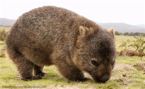 Wombat Facts, Pictures & Information For Kids & Adults.