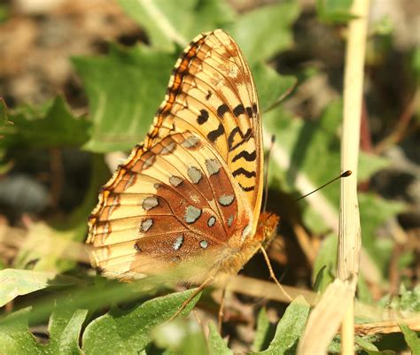 Great Spangled Fritillary Butterfly, description, characteristics ...