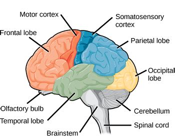 Brain Stem Injury: Symptoms, Treatment & Effects | Study.com