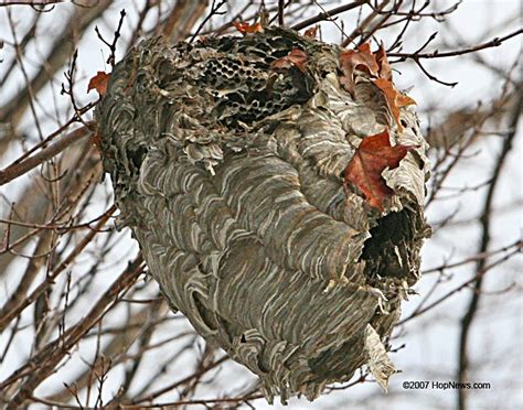 How To Get Rid Of A Hornets Nest In The Winter