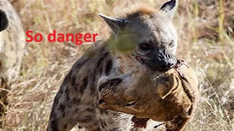 Hyena attack compilation 2019 #Hyena attack#Hyenas#animal_planet_for_animal_lover - YouTube