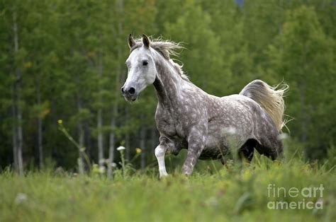 Arabian Dapple Grey Horse Galloping Photograph by Rolf Kopfle - Pixels