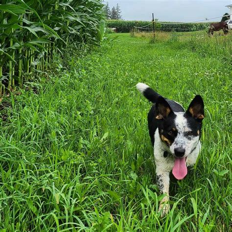 The Blue Heeler Corgi Mix: Everything You Need To Know