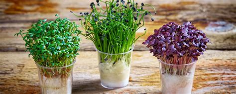 Education Zone | How To Grow Salad Cress | WS Bentley Salad Cress Growers