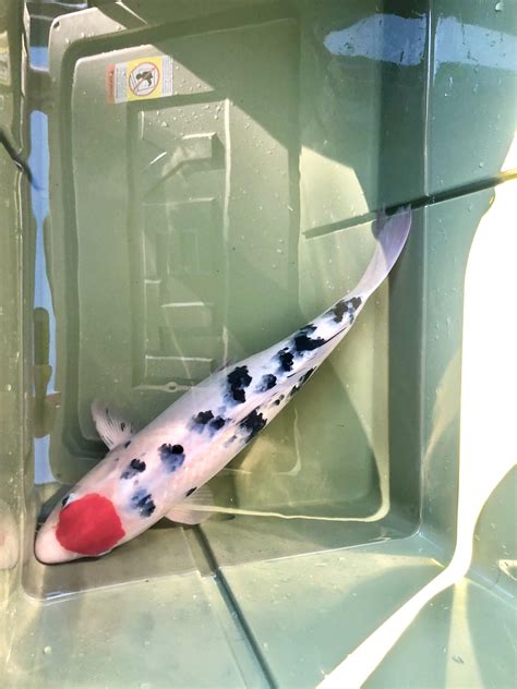 Rescued this koi. Originally from Kodama and bred by Otsuka Koi Farm in Japan. 19” female and ...