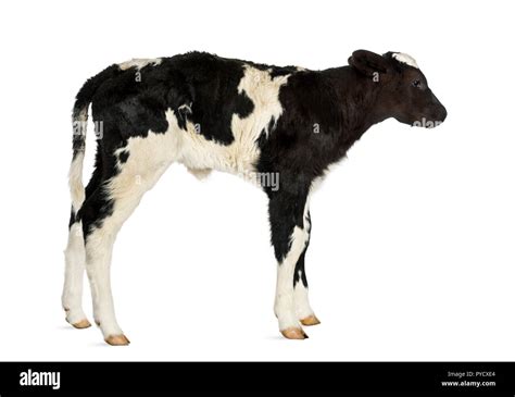 Belgian blue calf Stock Photo - Alamy