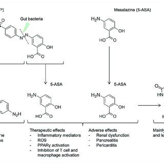 Intestinal anti-inflammatory effects of 5-ASA. SASP and 5-ASA are two ...