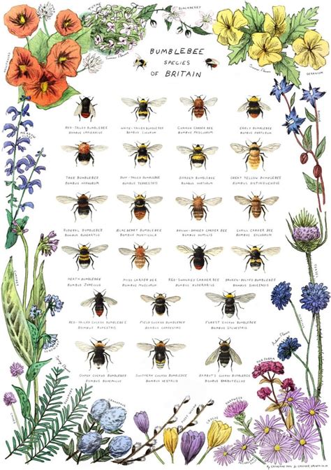 Bumblebee Species of Britain Art Print - Etsy | Bumble bee art, Bumble ...