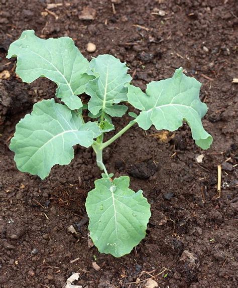 Broccoli Plant Growing Stages with Pictures | Balcony Garden Web