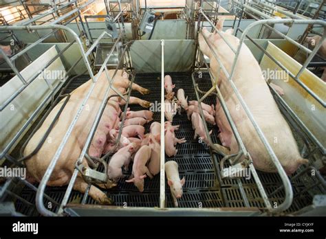 Breeding sows and pigs at hog farm in Maryland Stock Photo, Royalty Free Image: 51427251 - Alamy