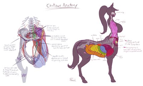 Some hypotheses about centaur anatomy : r/MonsterGirlScience