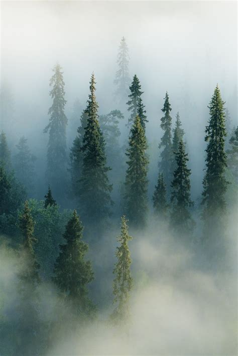 Foggy Forest — Konsta Punkka Photography